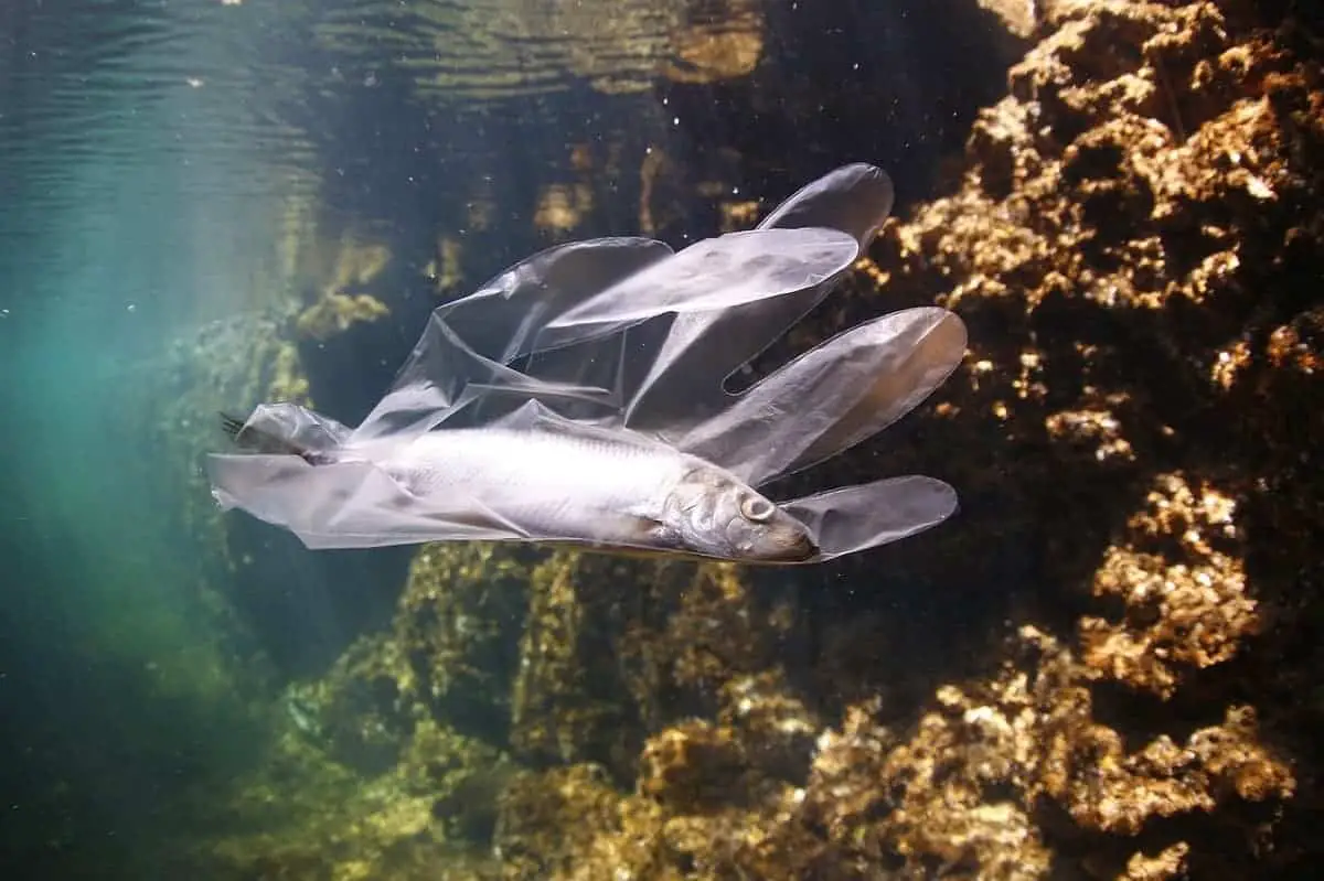 Fish stuck in plastic