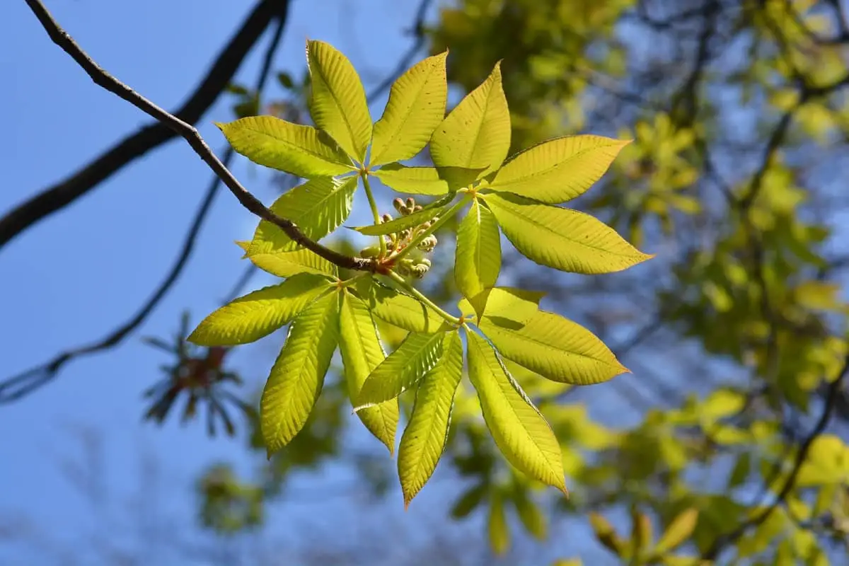 Leaves on a Buckeye tree