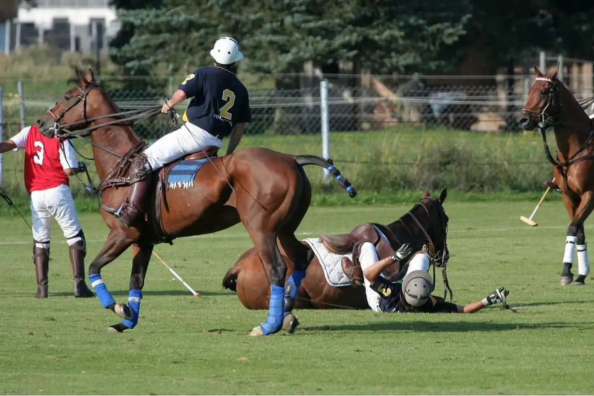 polo player and horse fall over during game of polo
